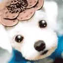 ooouuu cute puppy