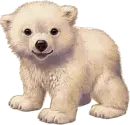 sweet bear