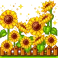 sun flowers