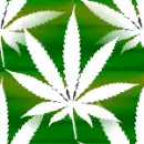 weed2