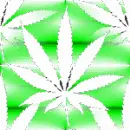 weed