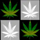 weed