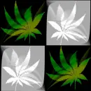 weed