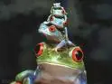 frogs