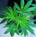 weed6
