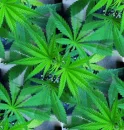 weedtile