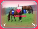 i <3 horses