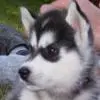 dogs
