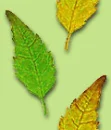 leaves