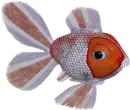 rainbow fish