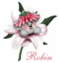 Robin