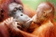 Monkey's kissing