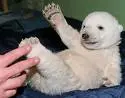 cute snow bear