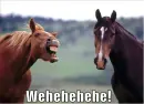 Scooby Doo Pony