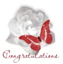 Congratulations Butterfly