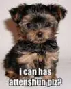 I can has attenshun plz?
