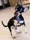 GRRRRRRRRR!!!