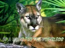 florida panther