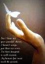 butterfly dream