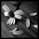daisies