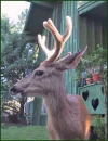 Freddy With His First Big Antlers
