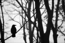 Crow on a Line