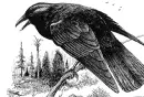 Cartoonish Crow