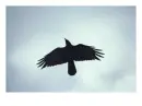 Crow in Flight