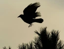 Hoppin' Crow