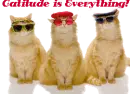 Catitude