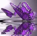purple butterfly
