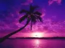 Paradise