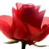 Red Rose