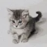 Grey Kitten