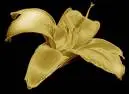 lily