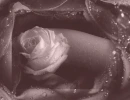 Rose Photo