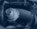 Rose Photo