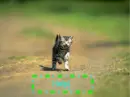 kitty