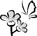 butterflower