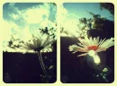 summer love