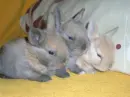 Baby Rabbits