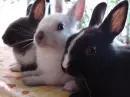 Rabbits
