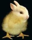 Rabbit