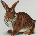 Rabbit-Tiger
