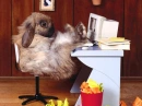 Rabbit