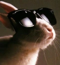 Cool Rabbit