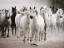 Horses Running