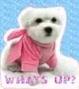 whats up? w/ the cute dog