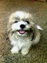 Cute Dog