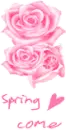 pink roses